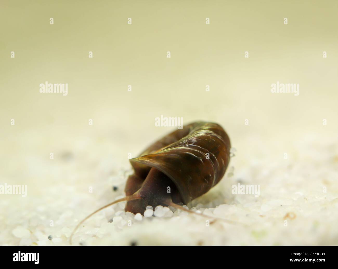 A post horn snail in the aquarium. Its shell is shaped like a post horn. Stock Photo