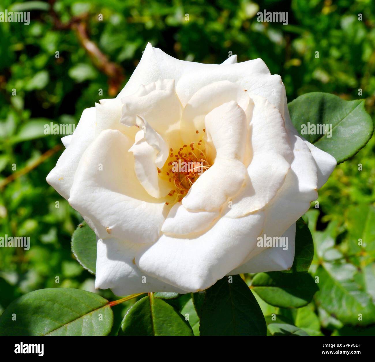 Rose and white flower hi-res stock photography and images - Alamy