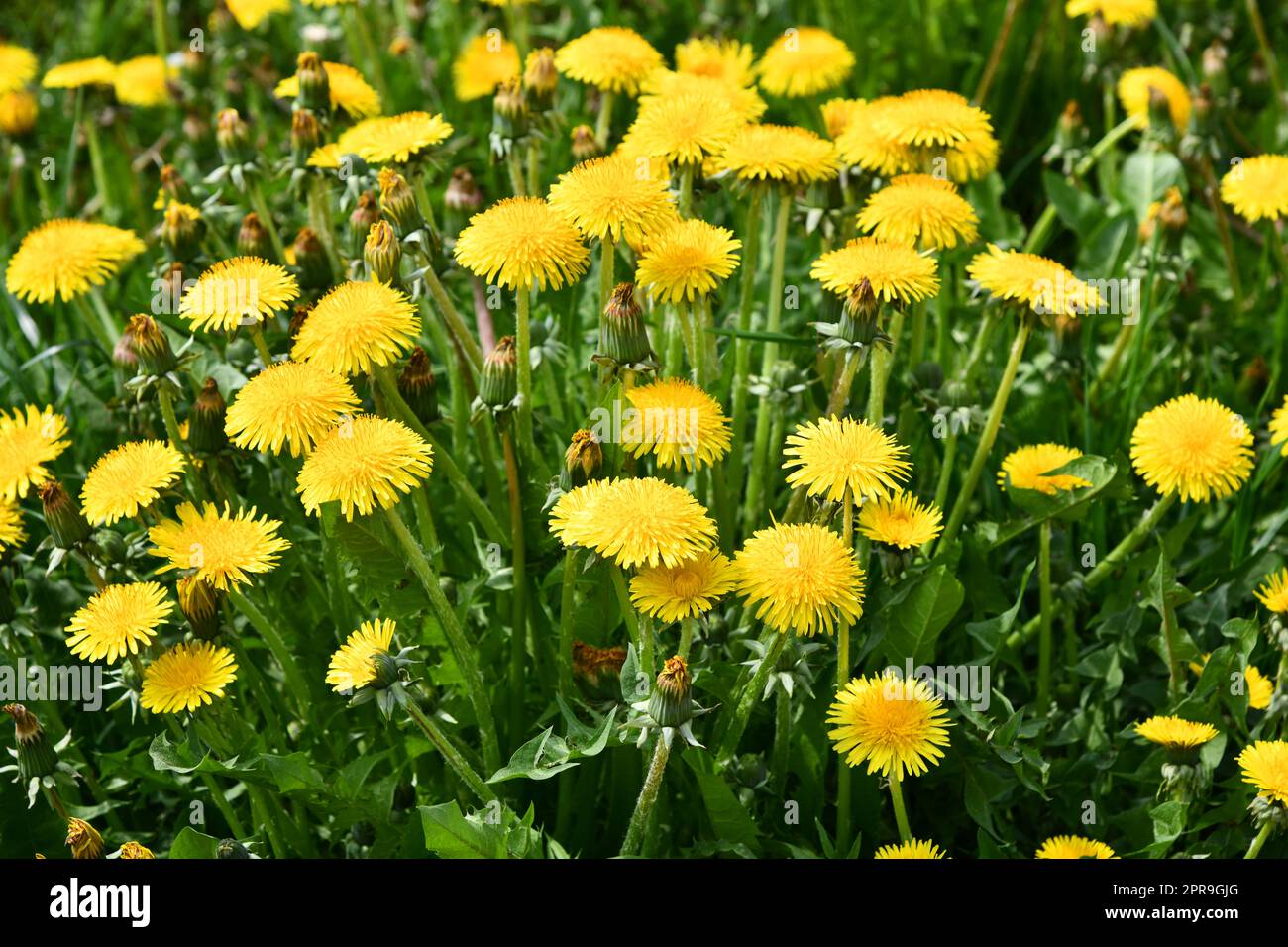 Dandelion and daisy wildflowers hi-res stock photography and images - Alamy