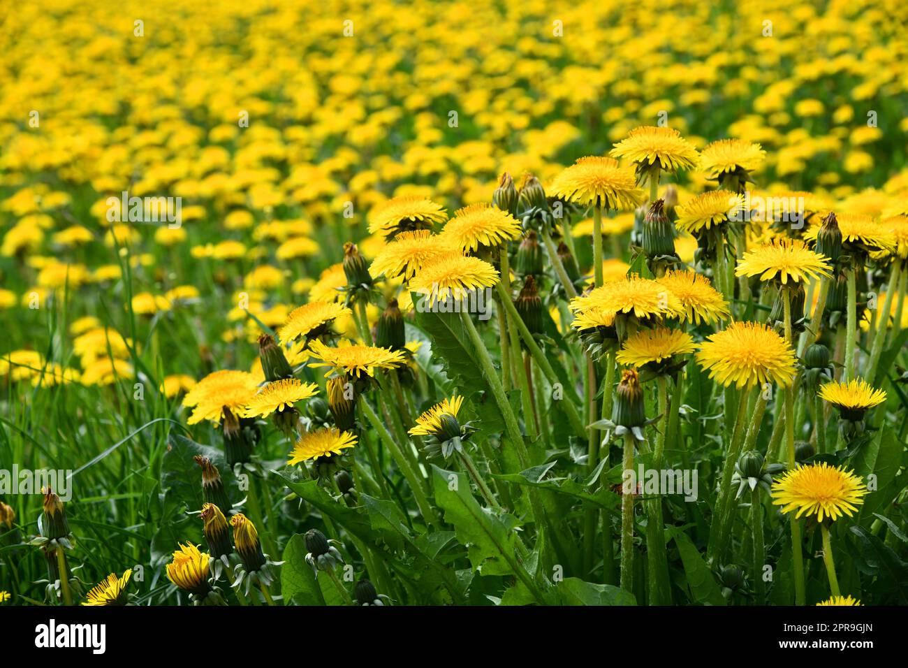 Daisy and dandelion wildflowers hi-res stock photography and images - Alamy