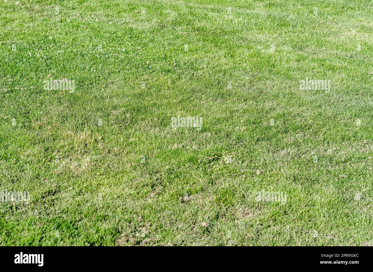 Green grass background hi-res stock photography and images - Alamy