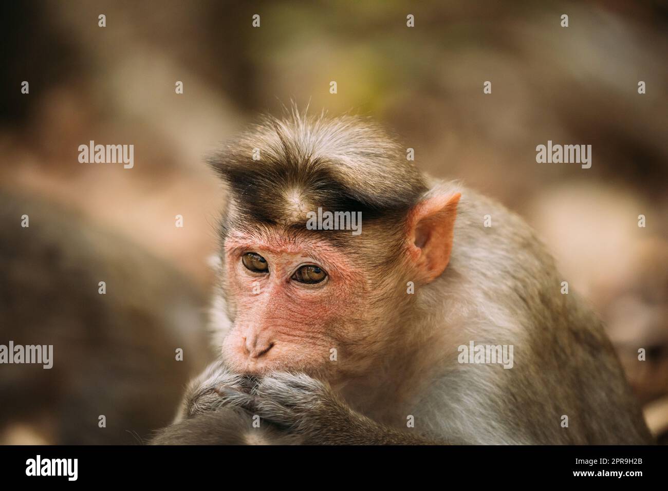 Goa, India. Monkey Bonnet Macaque - Macaca Radiata Or Zati Is Looking For Fleas. Close Up. Monkey. Stock Photo