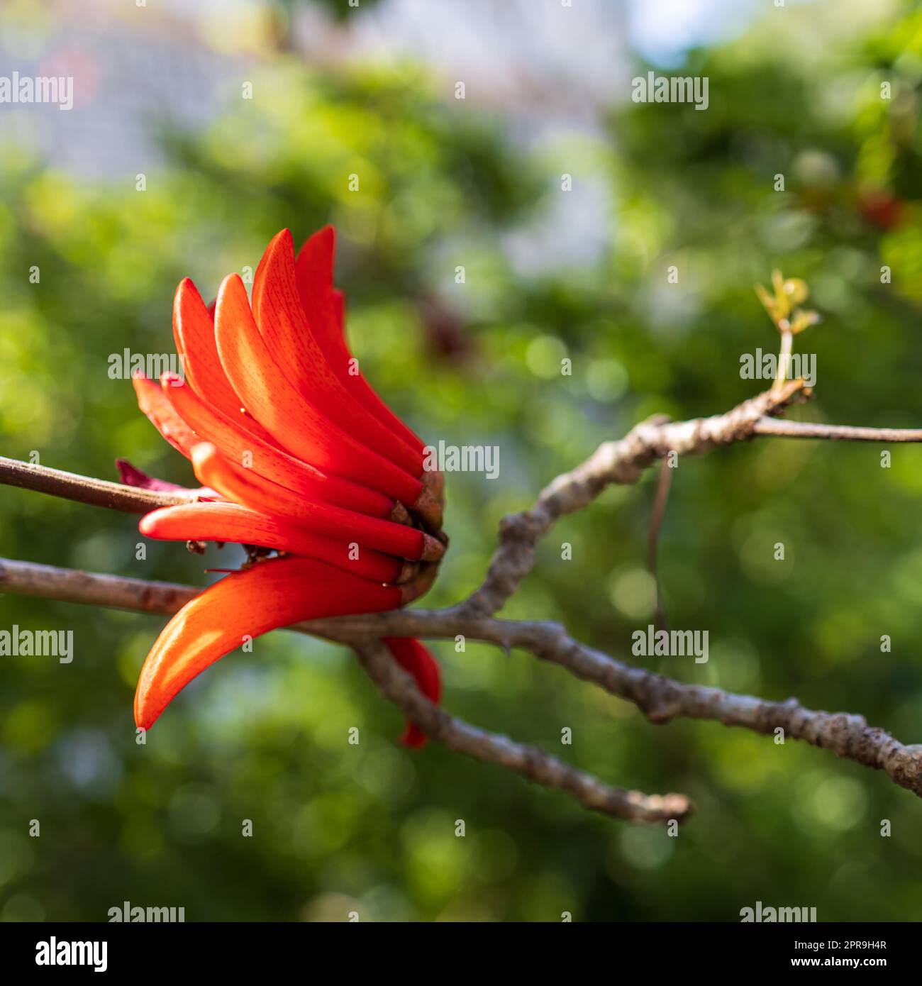 Bright red spectacular flowers of Erythrina against blue sky background