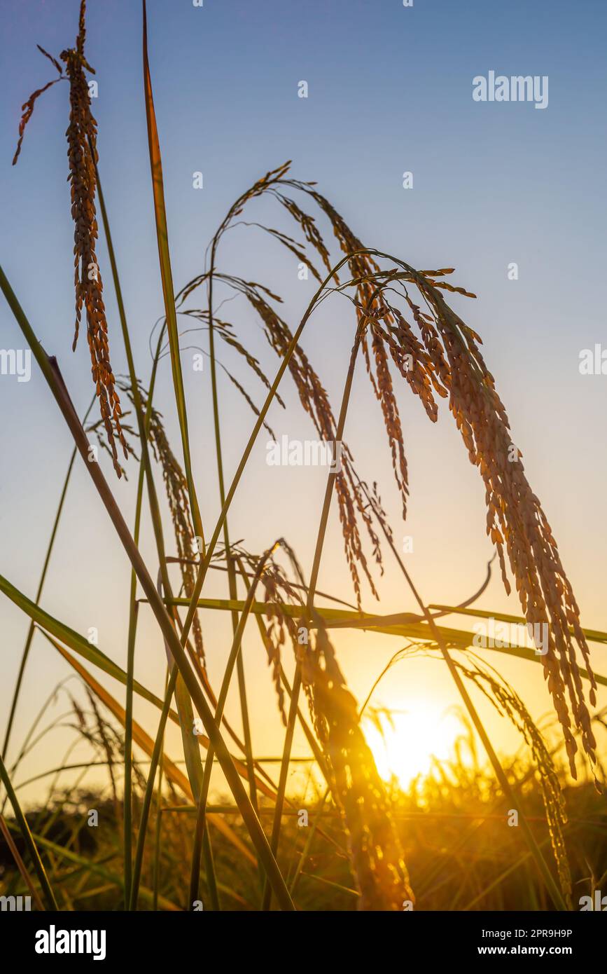 Countryside green field rural hi-res stock photography and images - Alamy