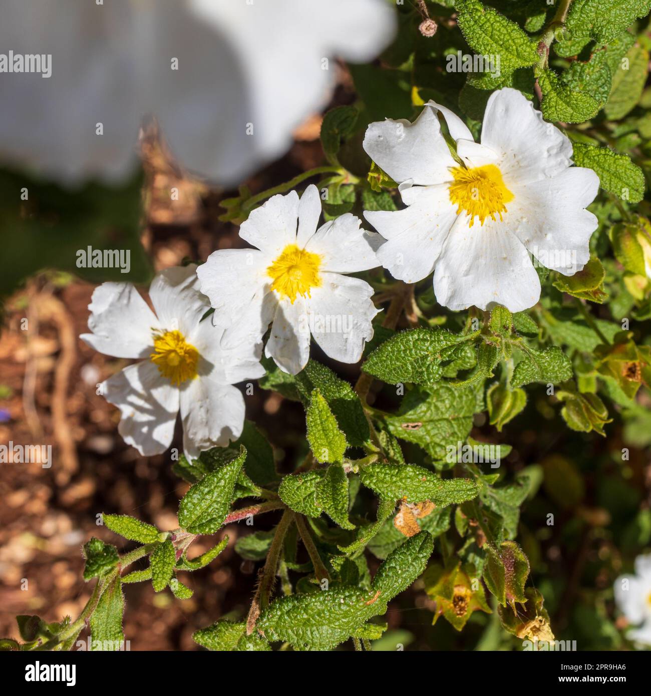Cistus salviifolius, common names sage-leaved rock-rose, salvia cistus or Gallipoli rose, is a shrub of the family Cistaceae Stock Photo