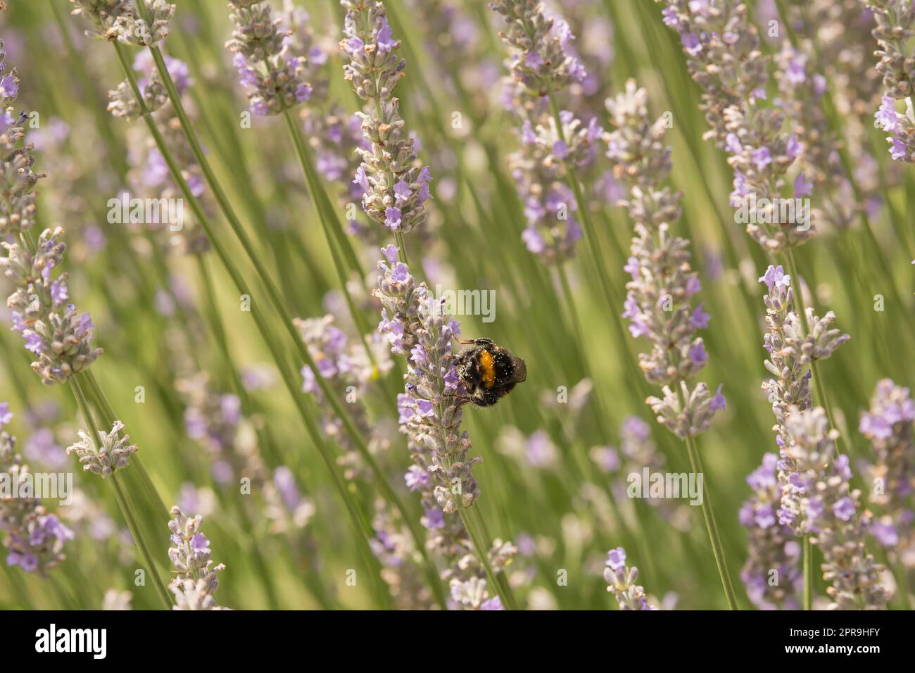 insects in a lavender bush Stock Photo Alamy