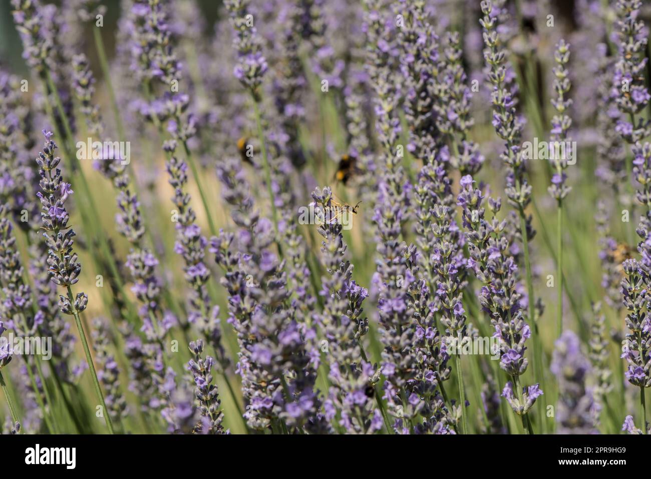 insects in a lavender bush Stock Photo Alamy
