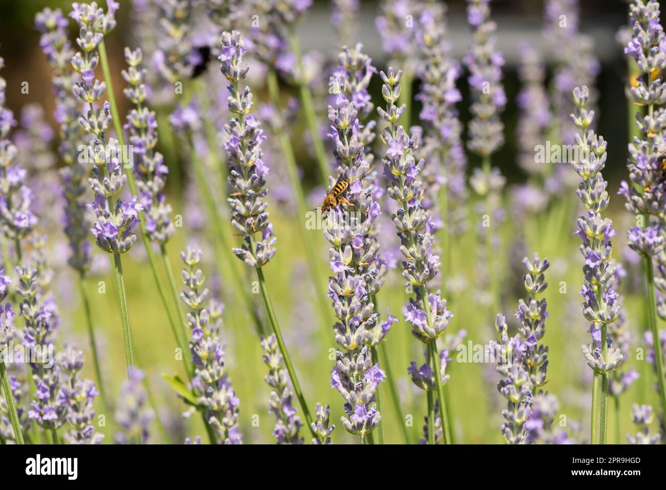insects in a lavender bush Stock Photo Alamy