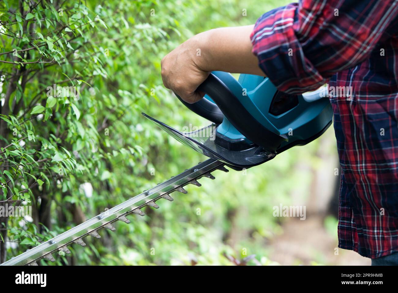 Gardener holding electric hedge trimmer to cut the treetop in garden. Stock Photo