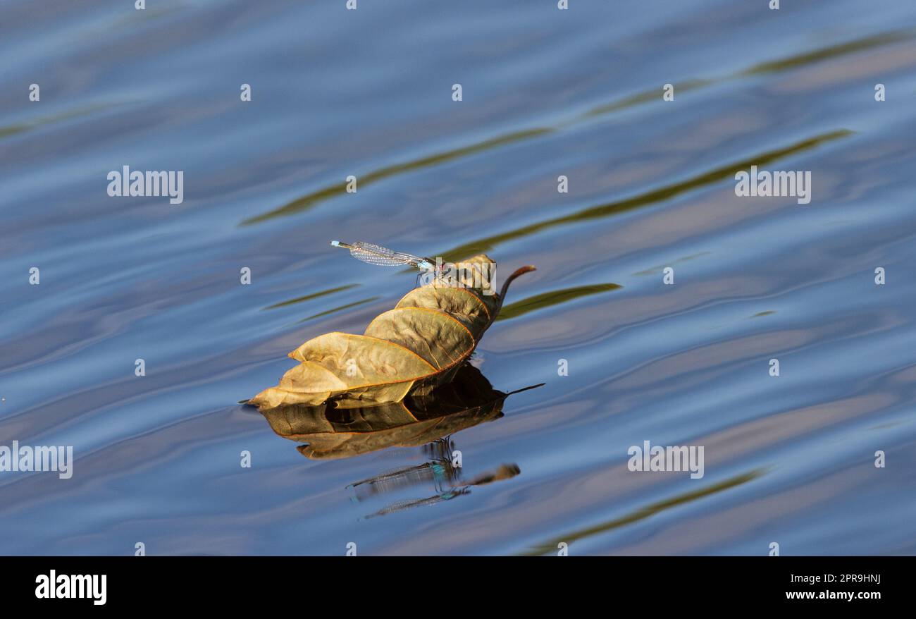 Dragonfly sitting on dry leaf Stock Photo
