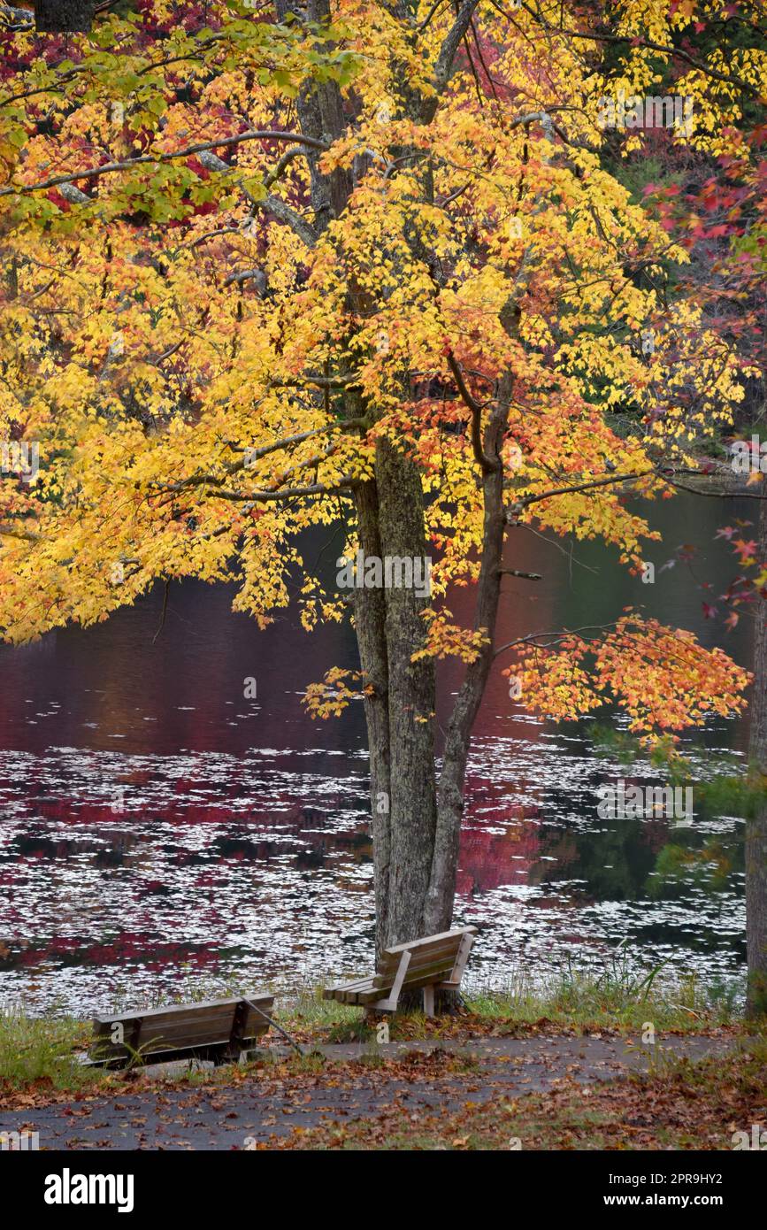 Autumn turns tree golden. Trail runs besides Bays Mountain Park, in