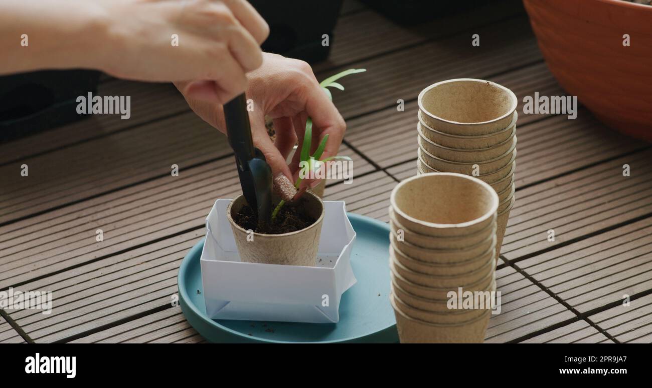 Put small water spinach sprout into paper cup Stock Photo - Alamy