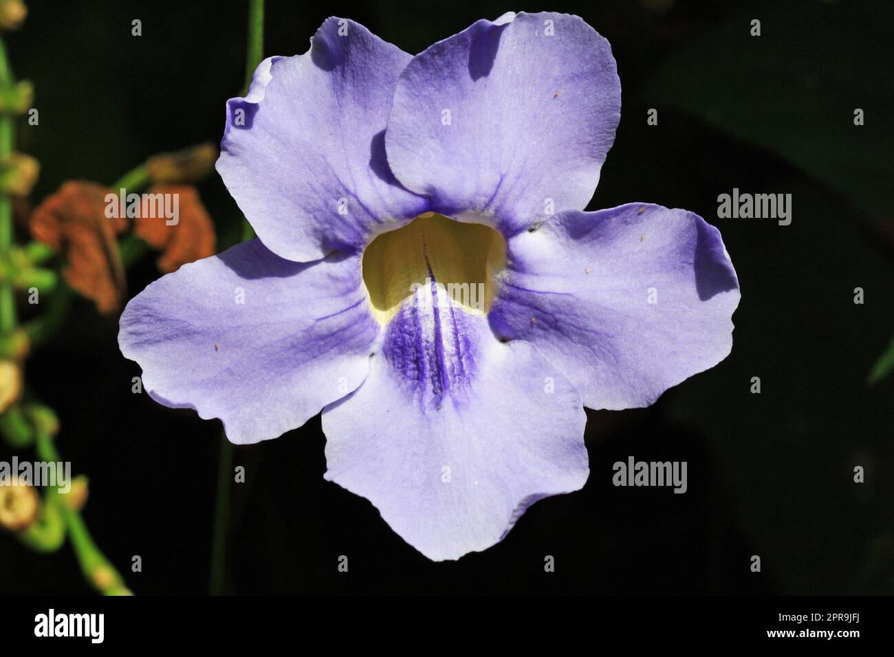 thunibergia grandiflora Stock Photo
