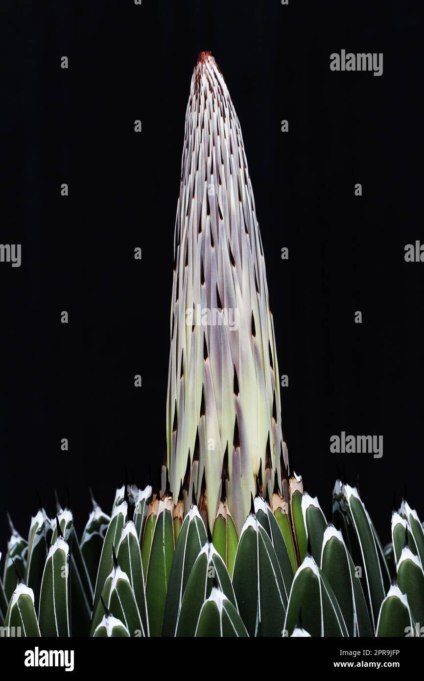 agave victoriae-reginae Stock Photo