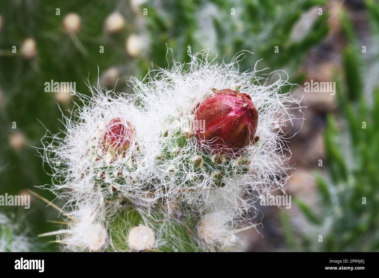 cactus austrocylindropuntia vestita Stock Photo Alamy