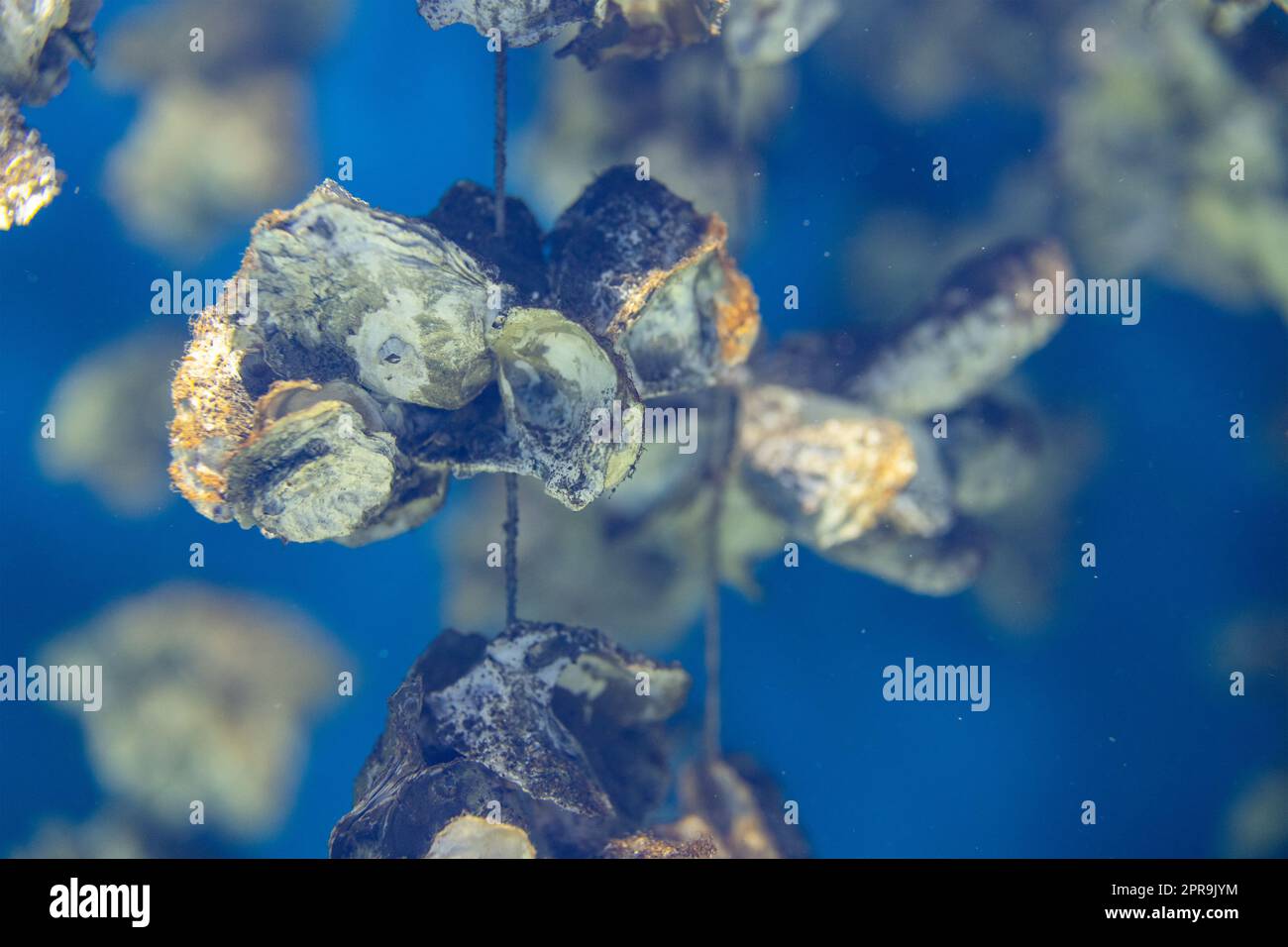 Aquaculture of the oyster under the sea Stock Photo Alamy