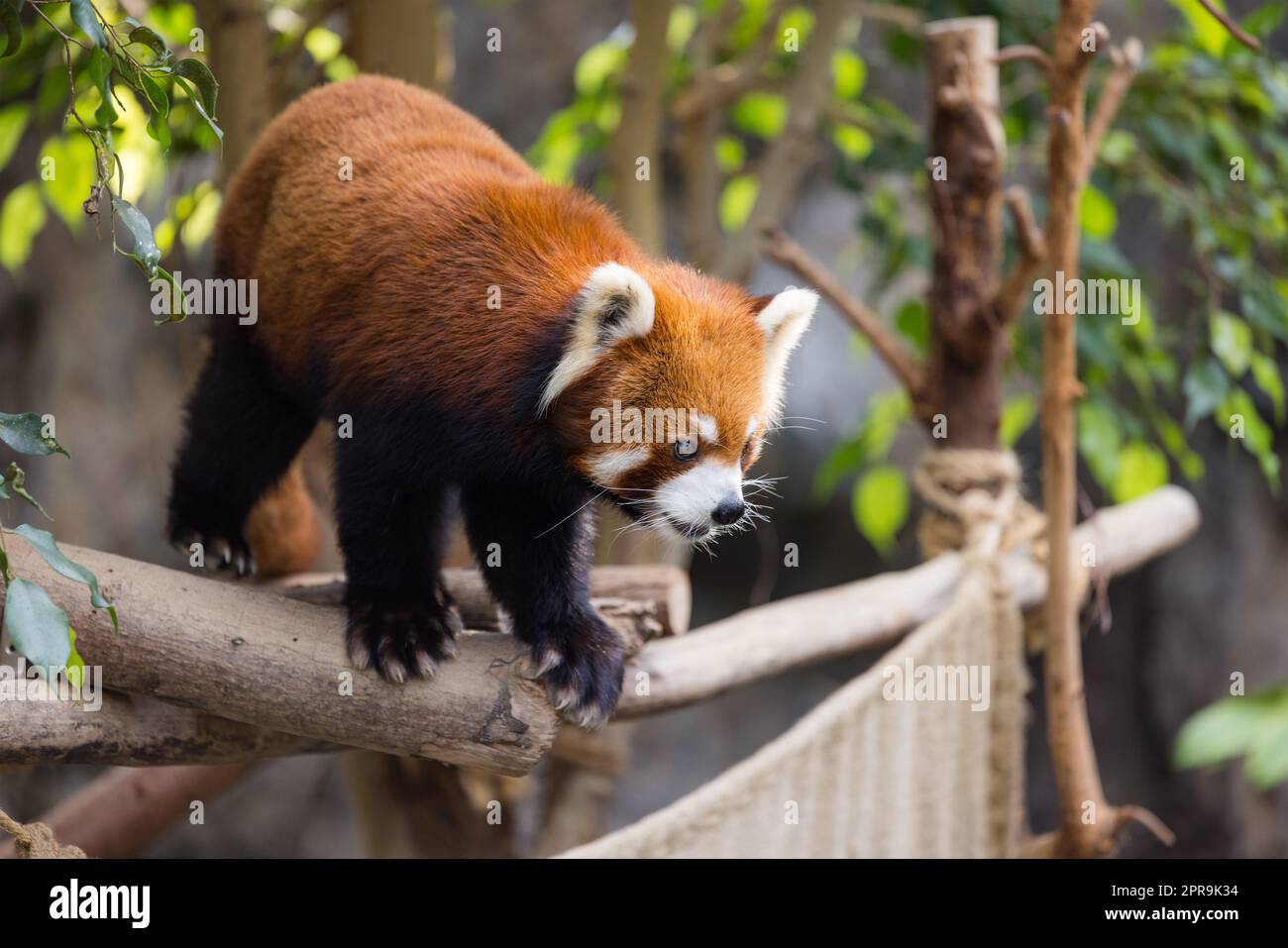 Red panda climb on the tree Stock Photo