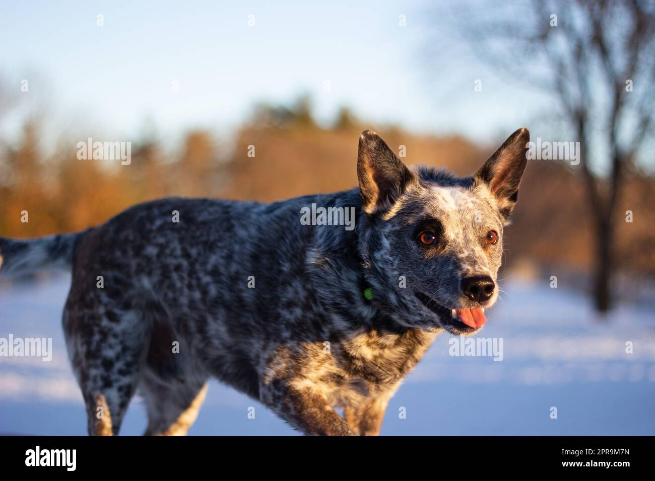 Dog outside in winter Stock Photo Alamy