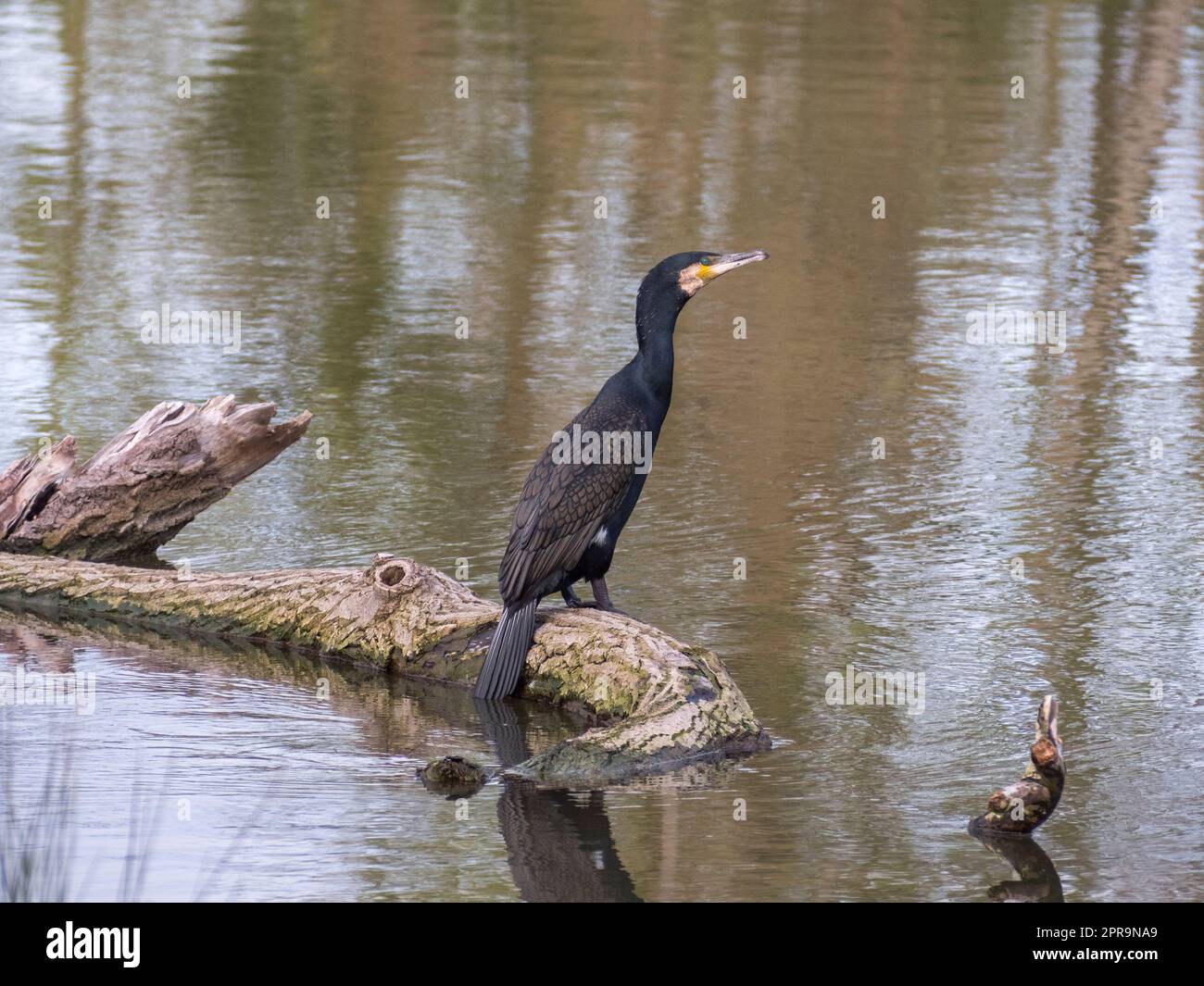 A Great Cormorant (Phalacrocorax carbo) sitting on a log on the River Thames near Henley-On-Thames, Oxfordshire, England. Stock Photo