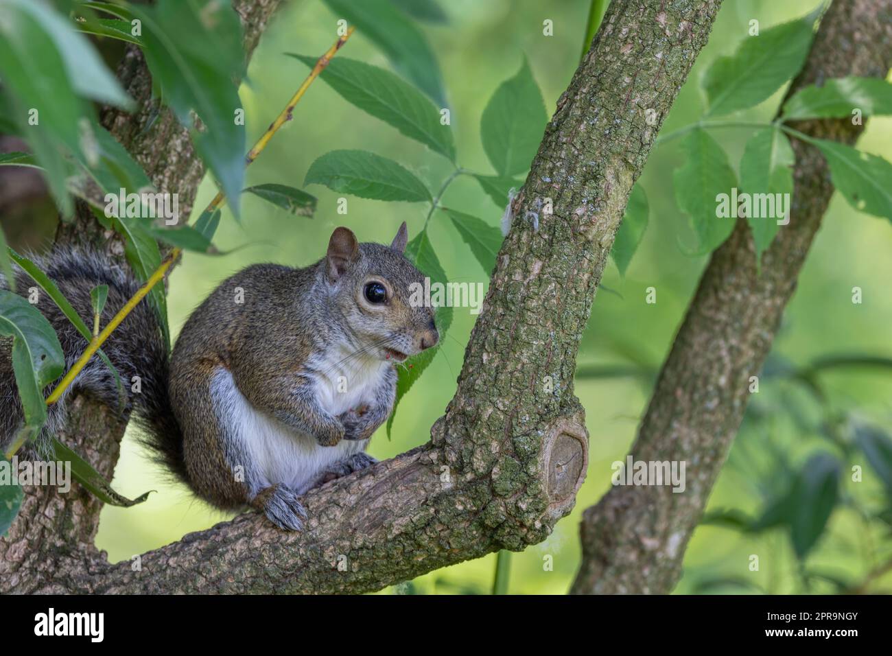 A Gray Squirrel on the branch and facing the camera. Stock Photo