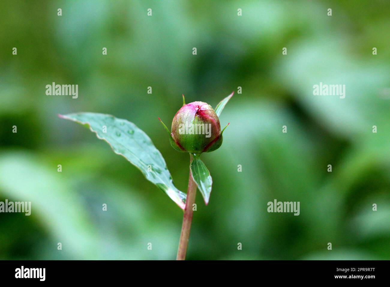 Single Peony or Paeony herbaceous perennial flowering plant small flower bud covered with raindrops from fresh spring shower starting to open Stock Photo