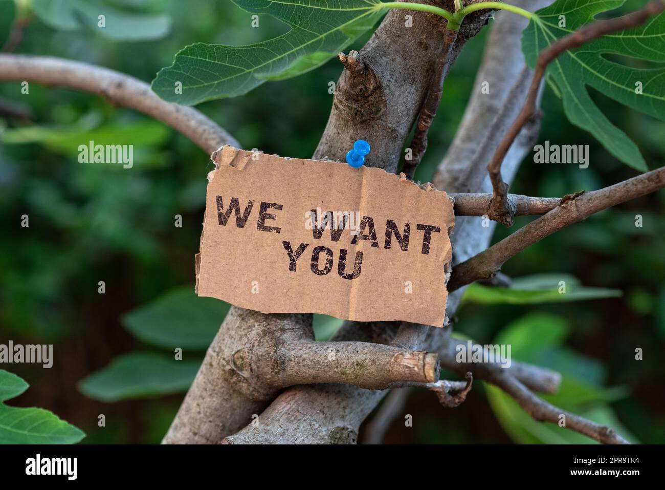 Apply tree hires stock photography and images Alamy