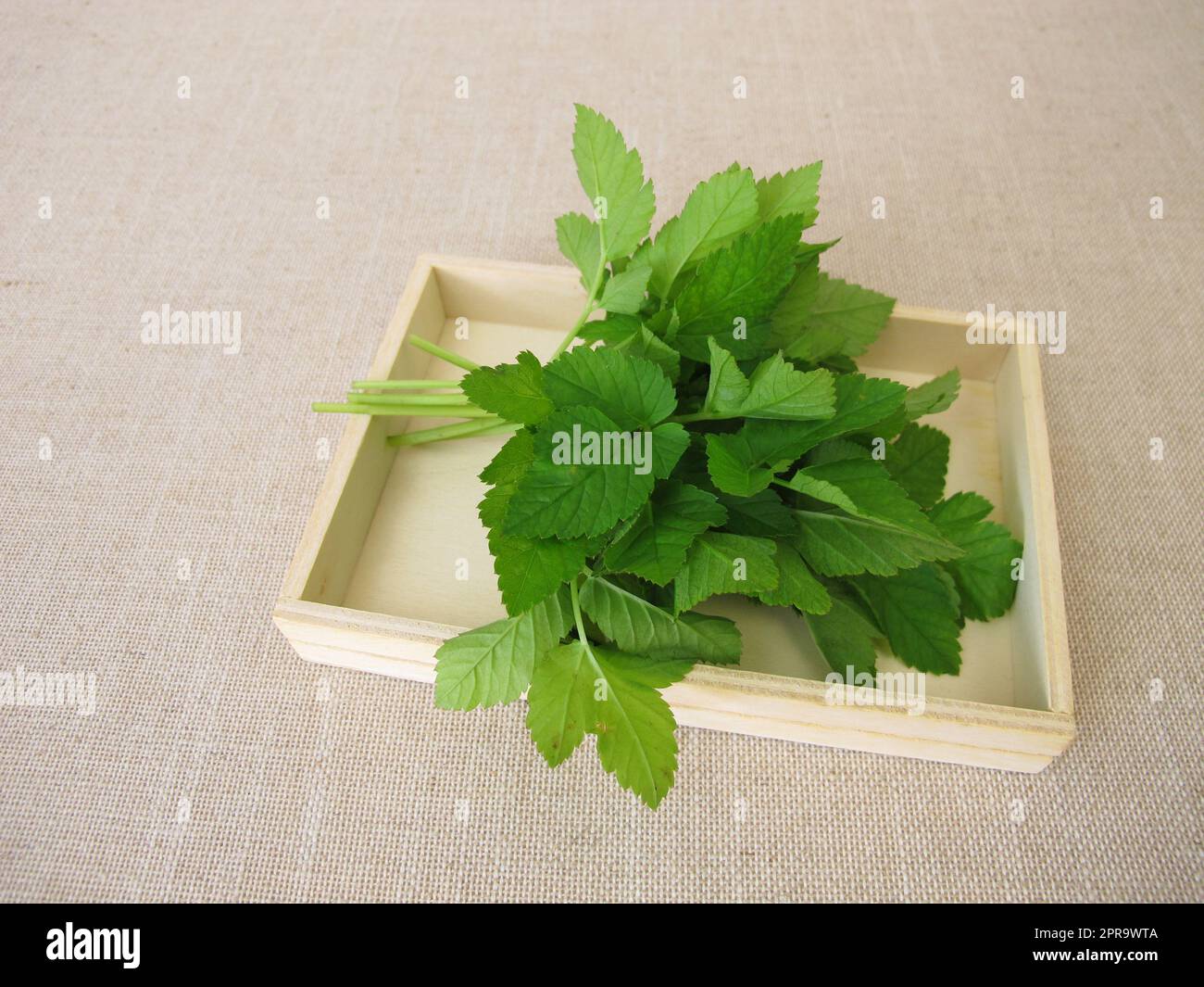 A bouquet of herbs with goutweed Stock Photo