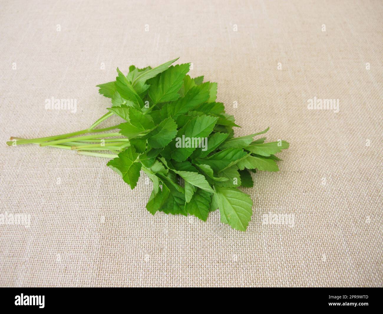 A bouquet of herbs with goutweed Stock Photo