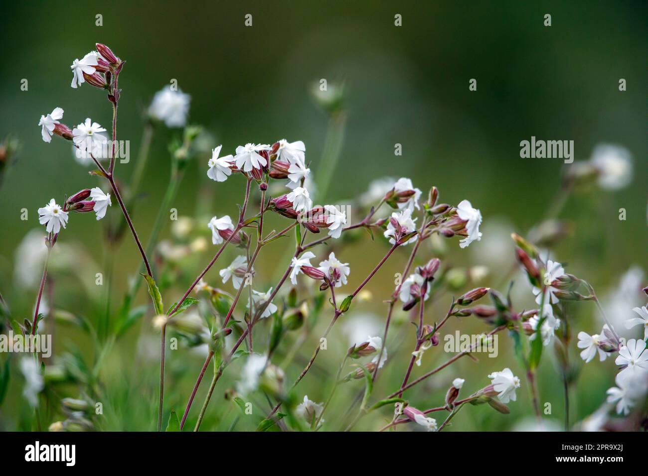 A maiden tears flower on a meadow Stock Photo