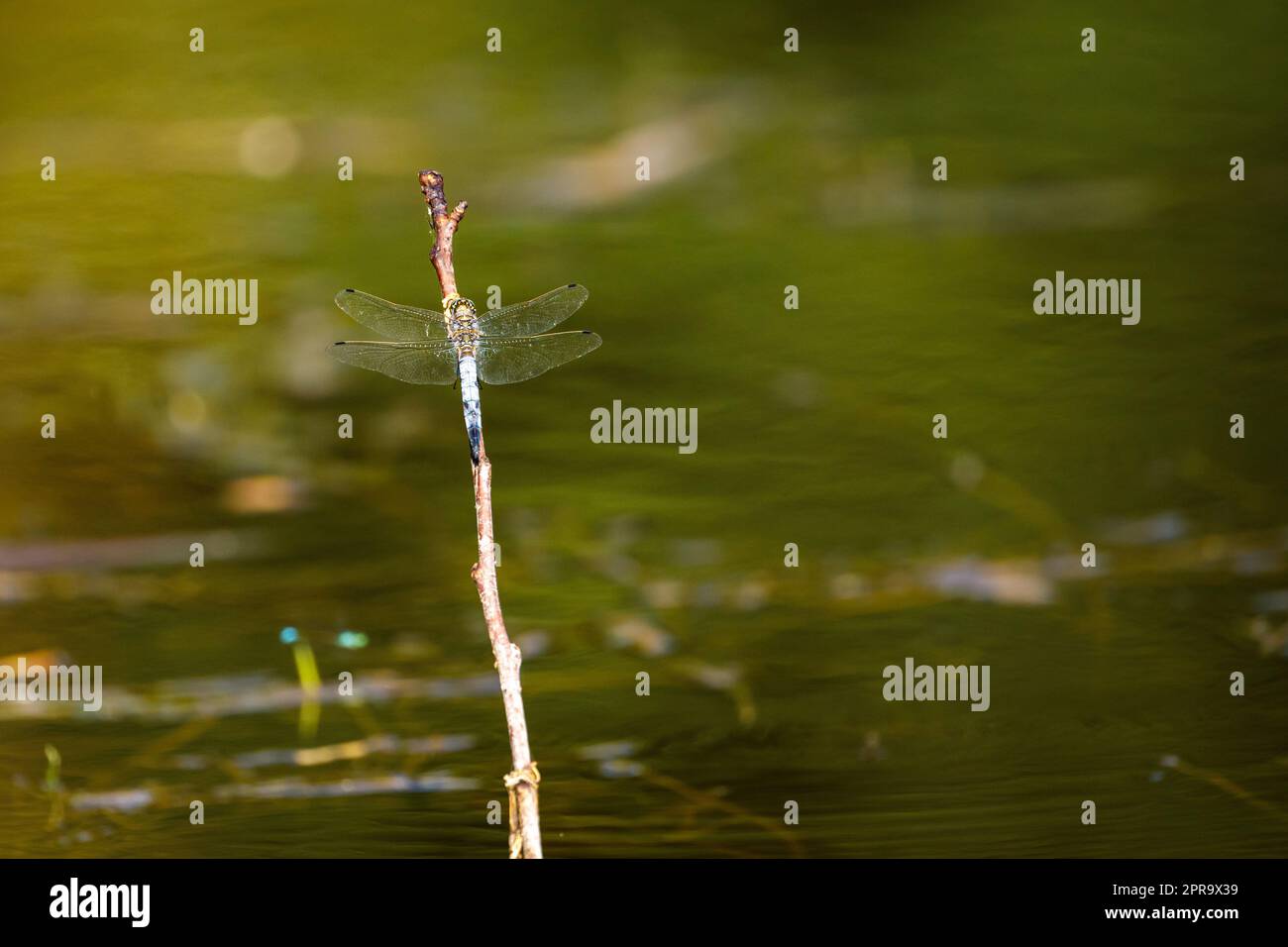 a blue leaf dragonfly at a river Stock Photo - Alamy