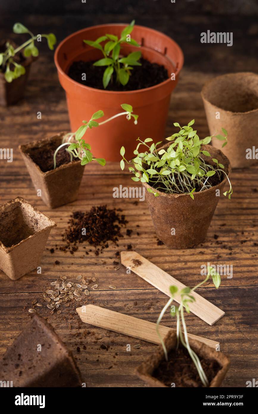 Vegetable 2024 growing table