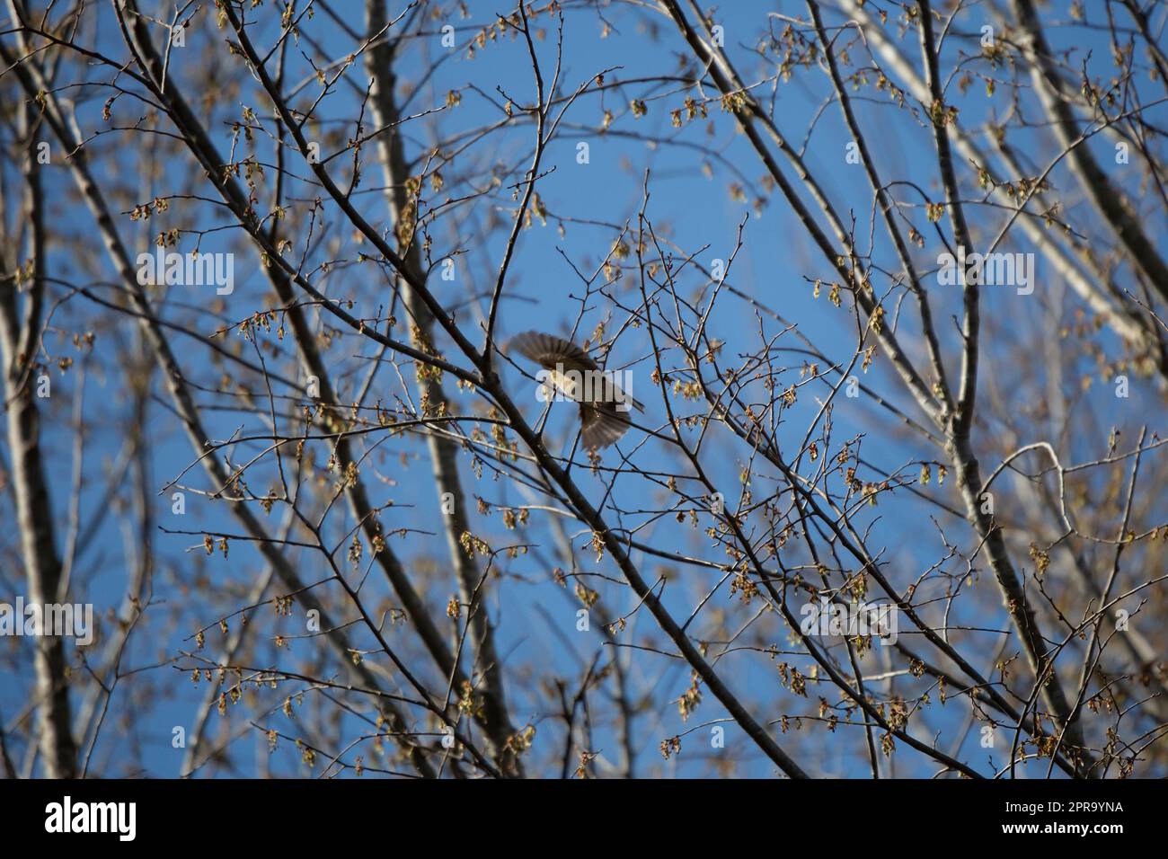 Goldfinch in flight hi-res stock photography and images - Alamy