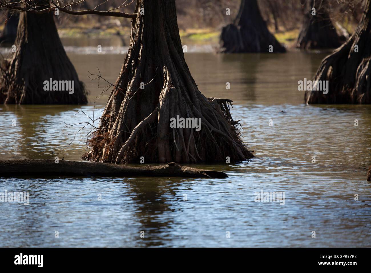 Cypress Trees in Shallow Water Stock Photo