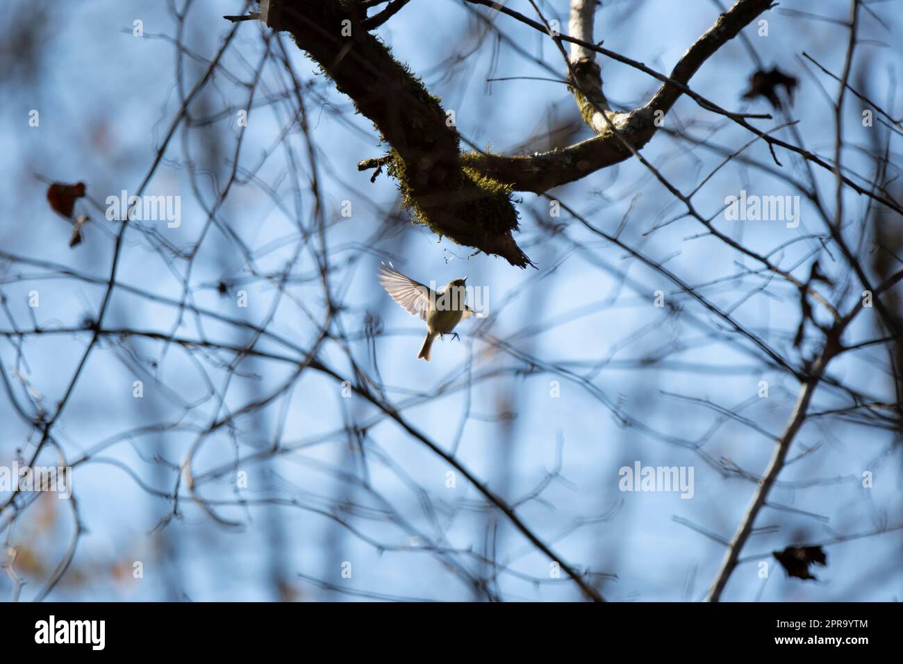 Kinglet in flight hi-res stock photography and images - Alamy