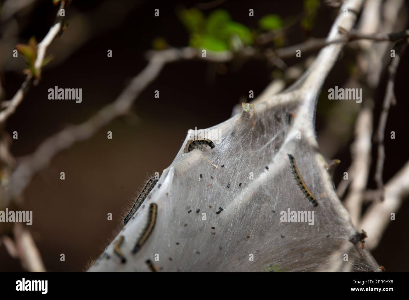 Eastern Tent Caterpillar Stock Photo Alamy
