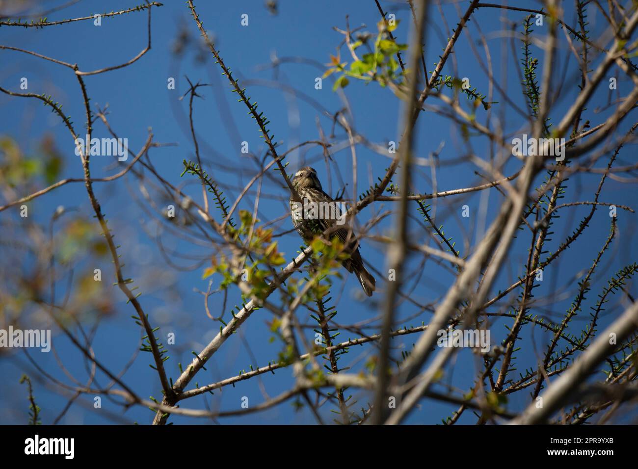 Curious Female Red-Winged Blackbird Stock Photo
