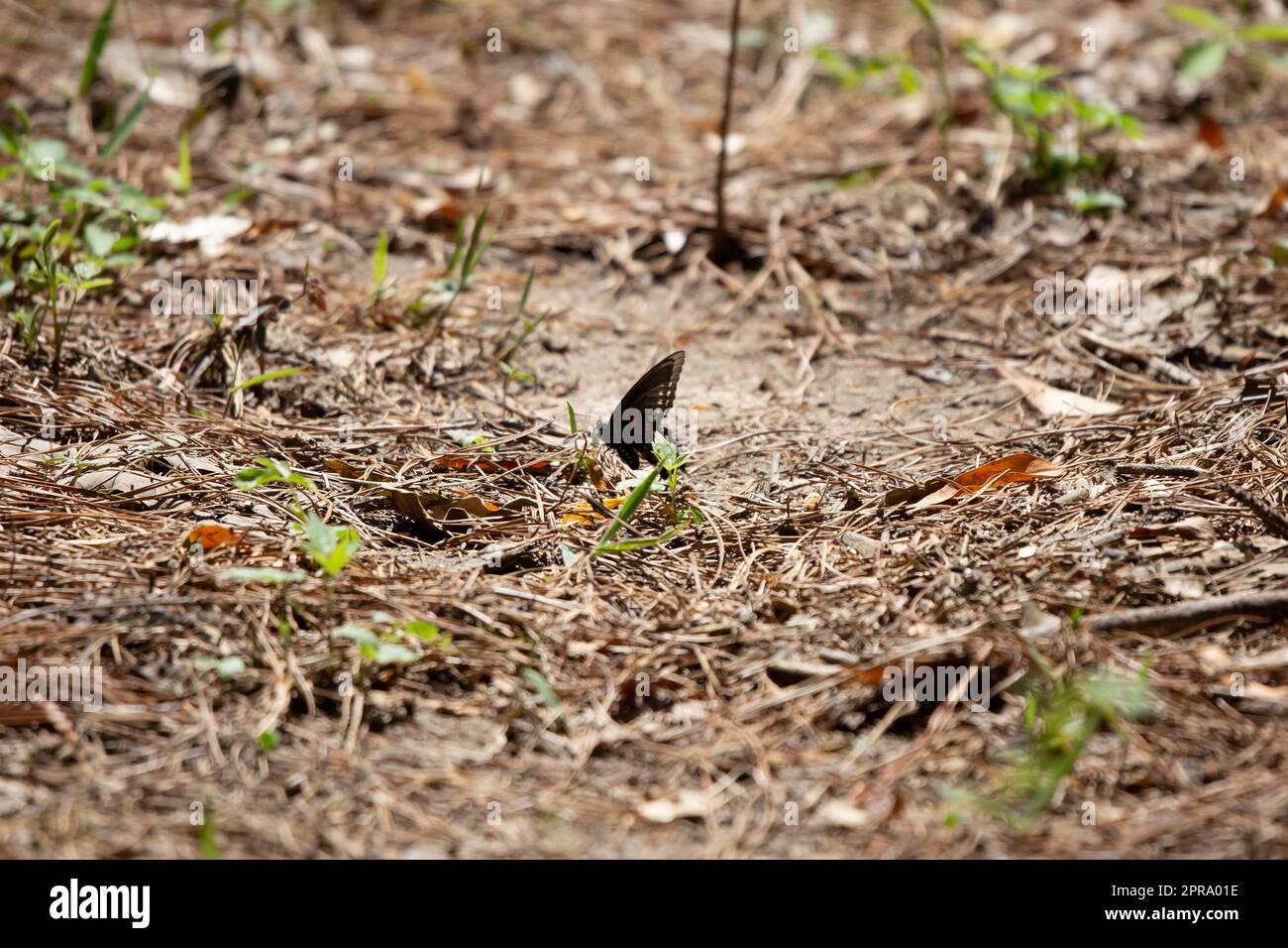 Pipevine Swallowtail Butterfly Stock Photo