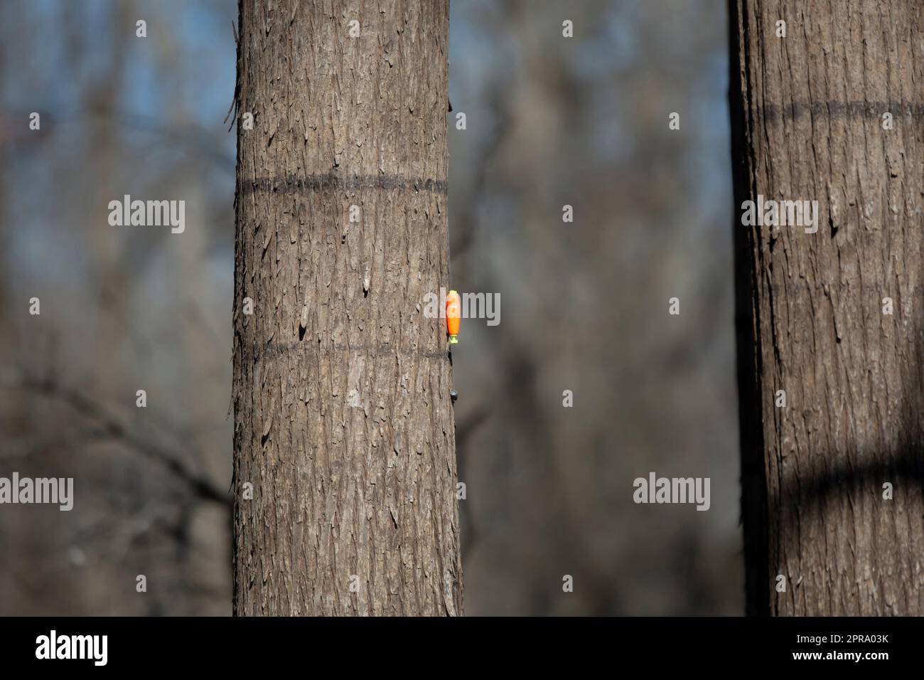 Bobber in a Tree Stock Photo