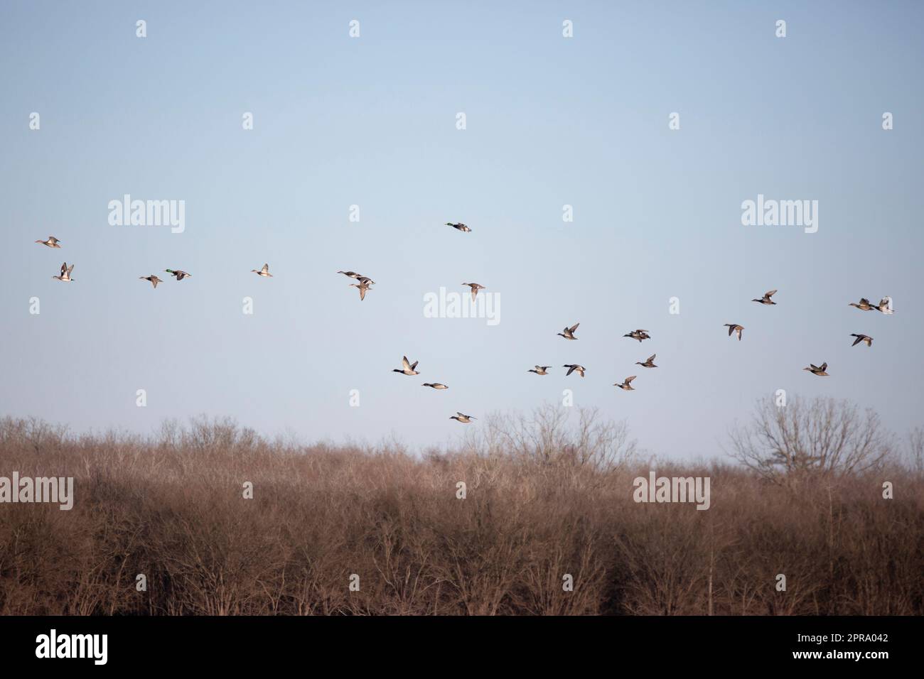 Flock ducks in flight hi-res stock photography and images - Alamy