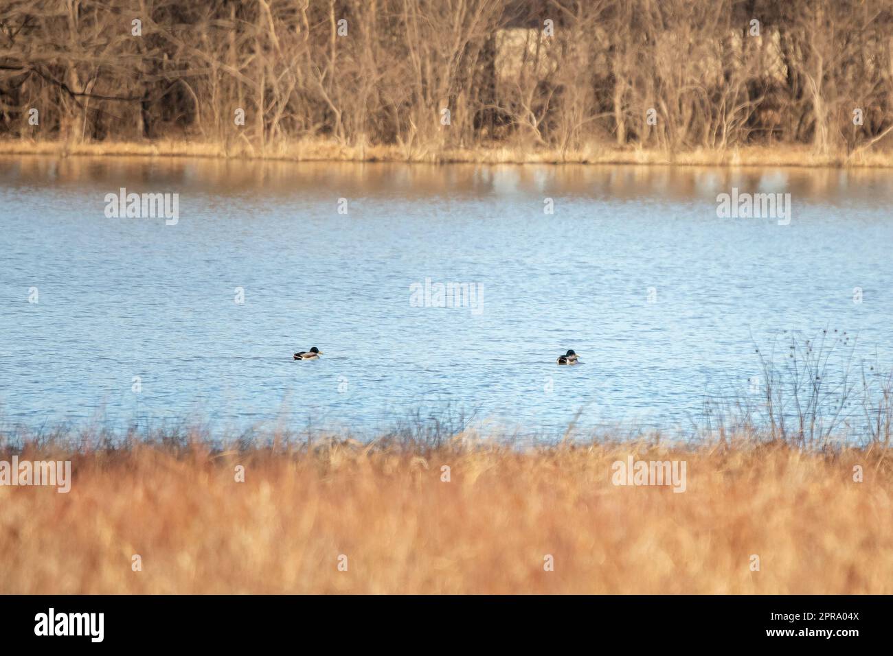 Pair of Mallard Drakes Swimming Stock Photo