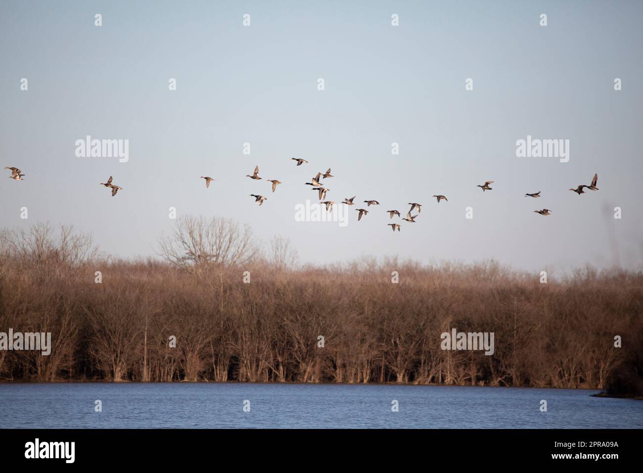 Large Flock of Mallard, Gadwall, and Wigeon Ducks Stock Photo