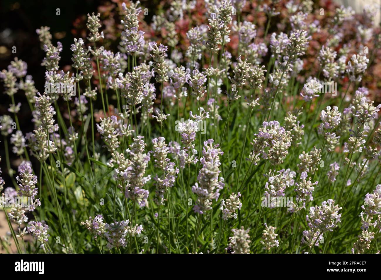 Narrow-leaved white lavender, Edelweiss Lavandula or angustifolia White Stock Photo