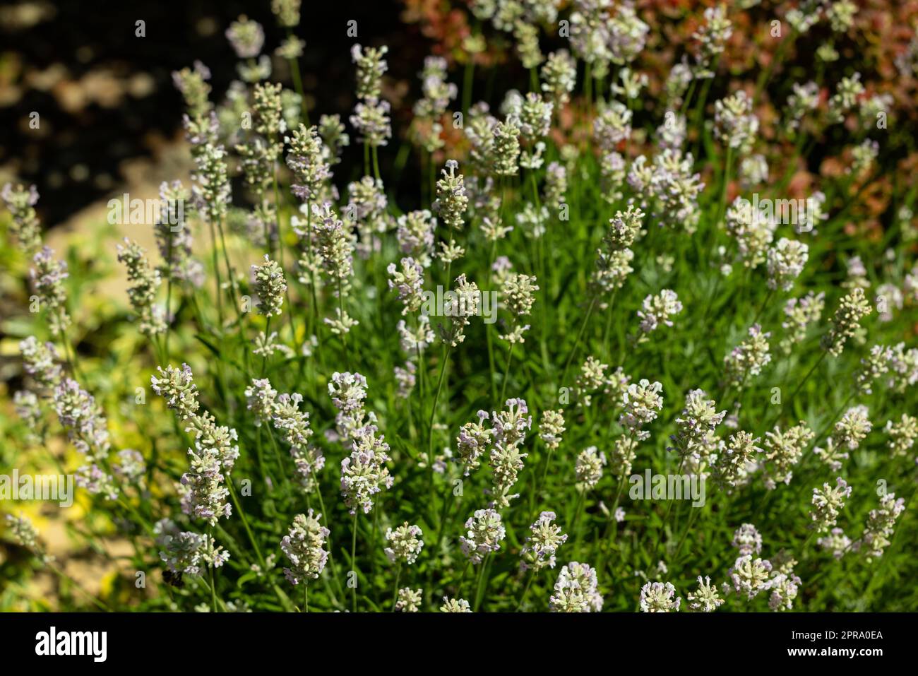 Narrow-leaved white lavender, Edelweiss Lavandula or angustifolia White Stock Photo