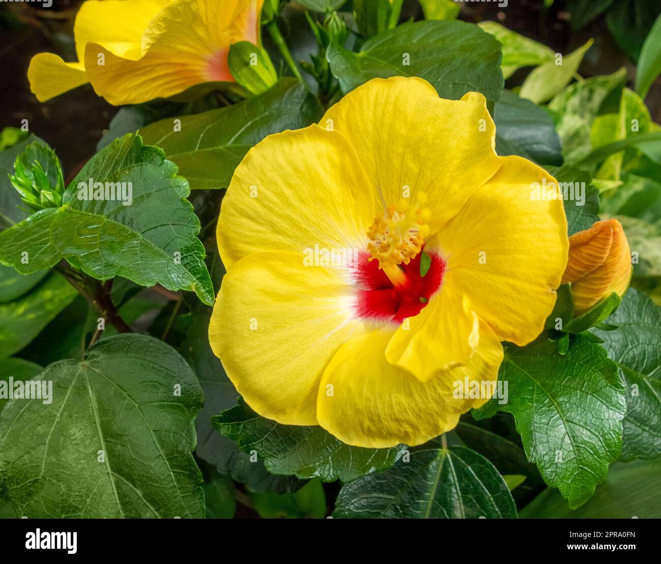 Yellow and red Hibiscus flower in natural ambiance Stock Photo Alamy