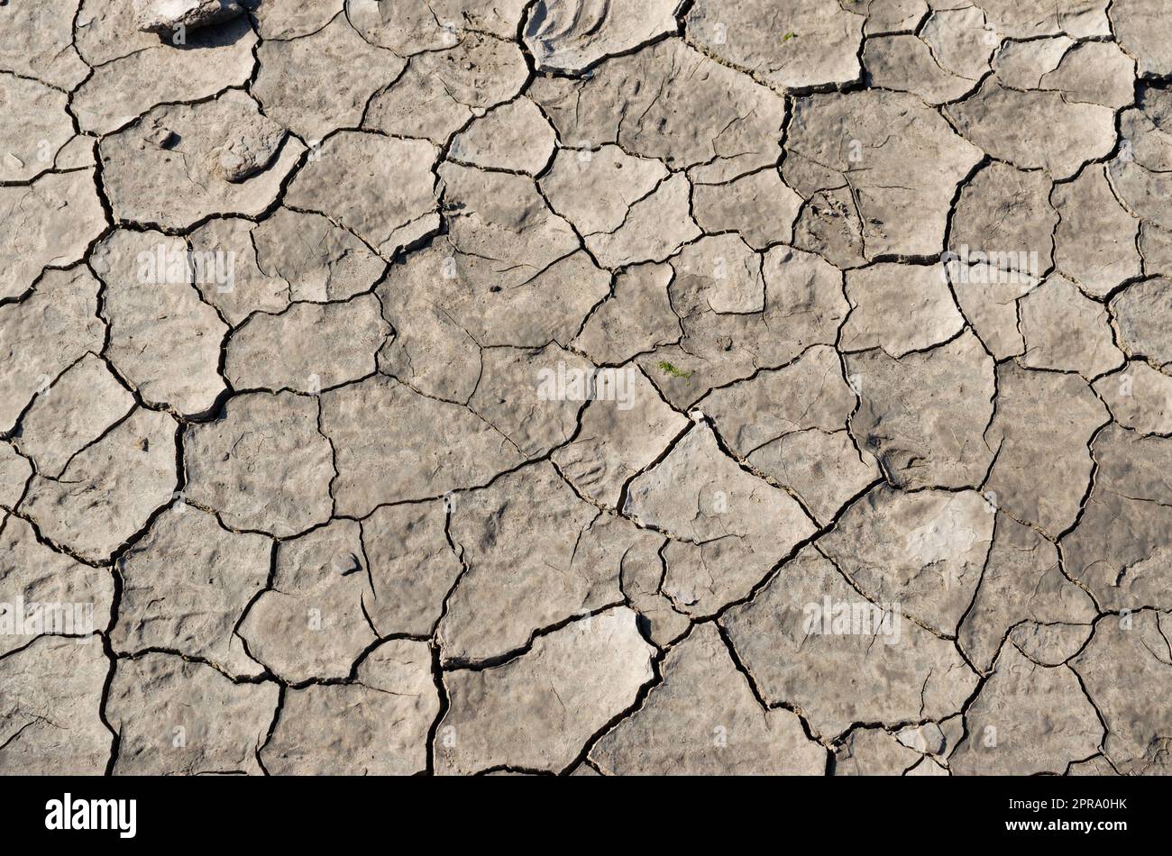 Dried and cracked mud Stock Photo
