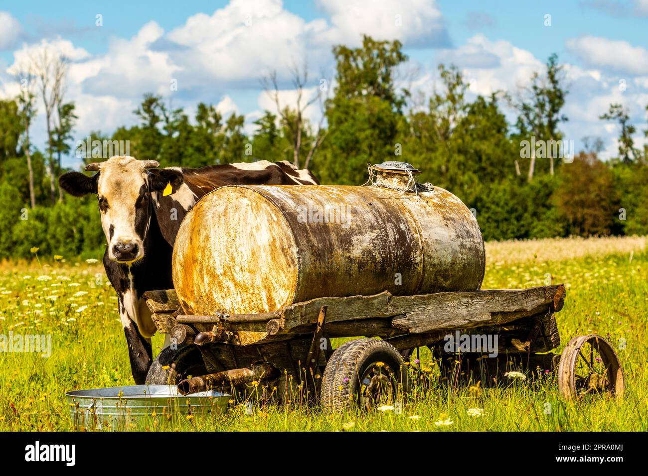 Dairy cow next to a water tank, warm sunny day Stock Photo