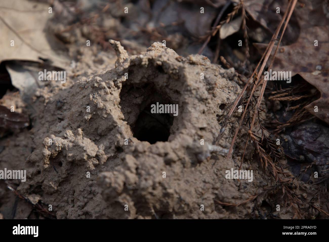 Crawdad hole hi-res stock photography and images - Alamy