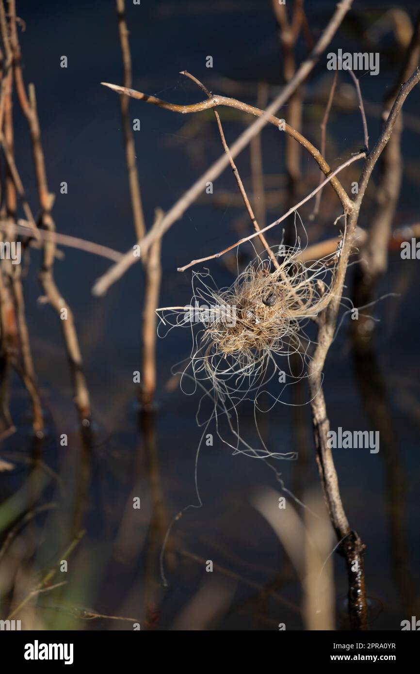 Tangled Fishing Line Stock Photo - Alamy