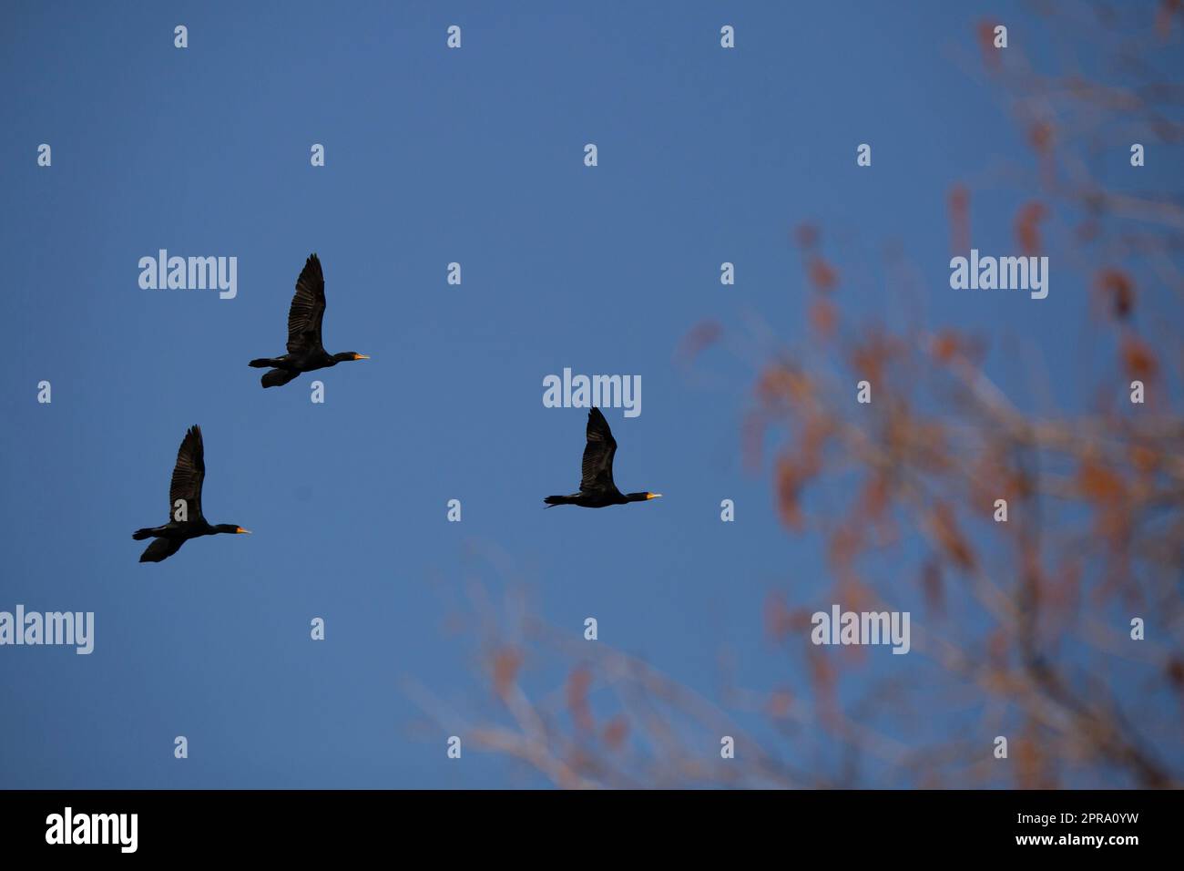Three DoubleCrested Cormorants Flying Stock Photo Alamy