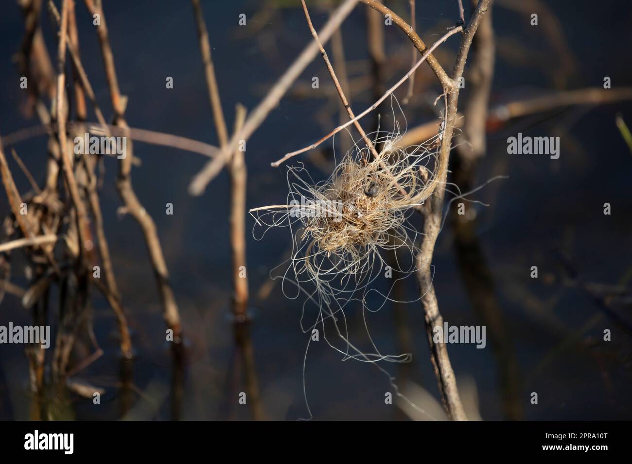 Tangled Fishing Line Stock Photo Alamy